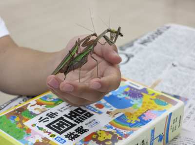 R6.9.7　カマキリのようす